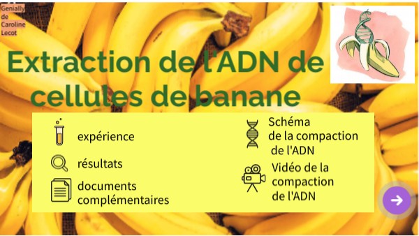 TP ADN | Genially