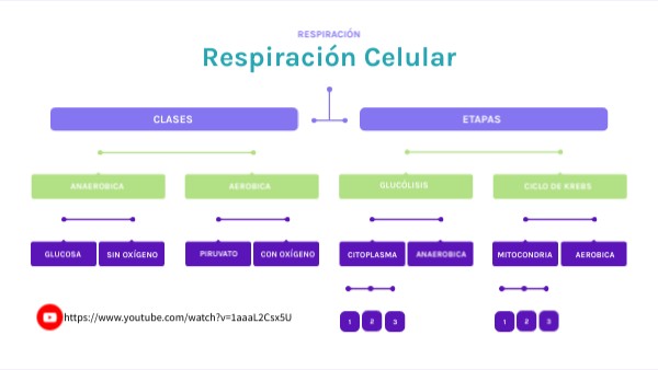 MAPA CONCEPTUAL RESPIRACIÓN CELULAR Y FOTOSÍNTESIS | Genially