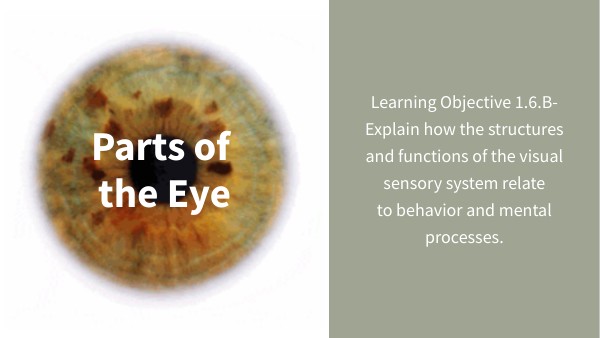 Interactive Eye