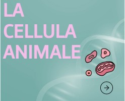 la cellula