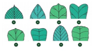 Leaf Tips | Genially
