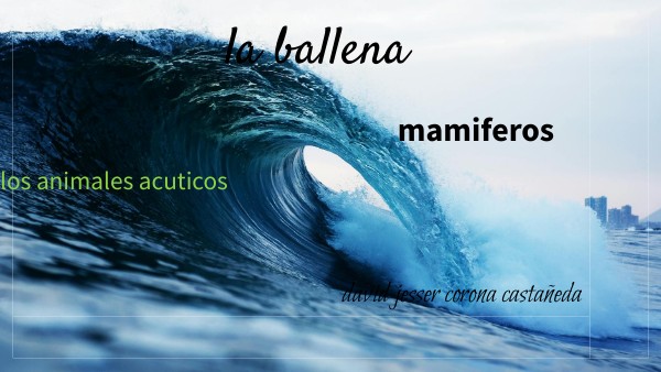 la orca y sus carateristicas | Genially
