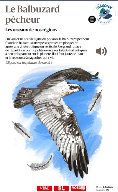 Balbuzard pêcheur 1ère année - heen250560