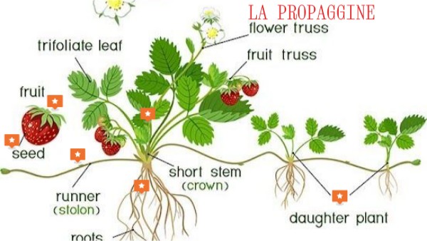 LA PROPAGGINE