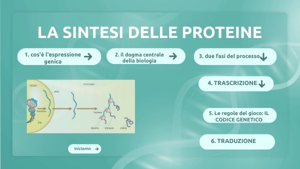 Dove Avviene La Sintesi Delle Proteine SINTESI DELLE PROTEINE