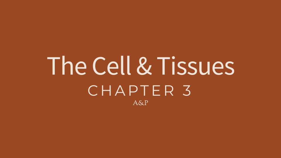 Chapter 3 The Cell