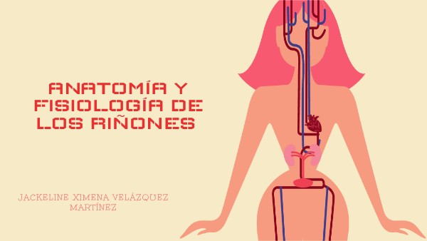 Anatomía y fisiología de los riñones