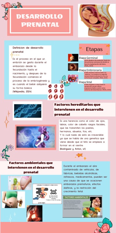 Infografía Desarrollo prenatal
