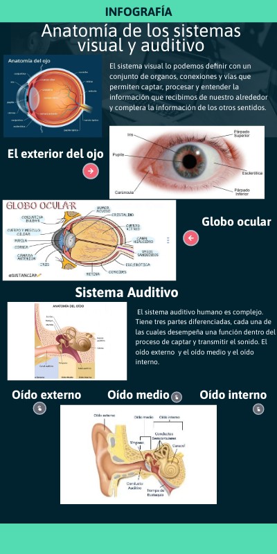 Anatomia de los sistemas visual y auditivo | Genially