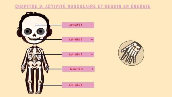 chapitre 3 Activité musculaire et besoin en énergie 5ème