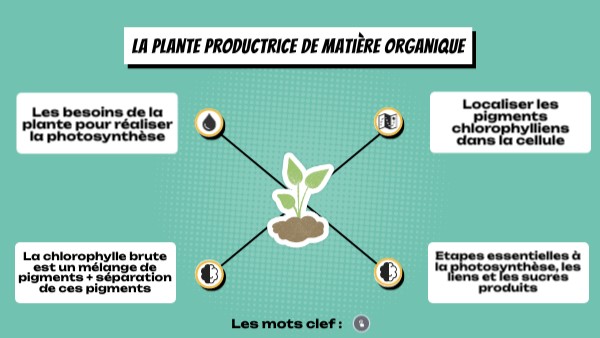 La plante productrice de matière organique