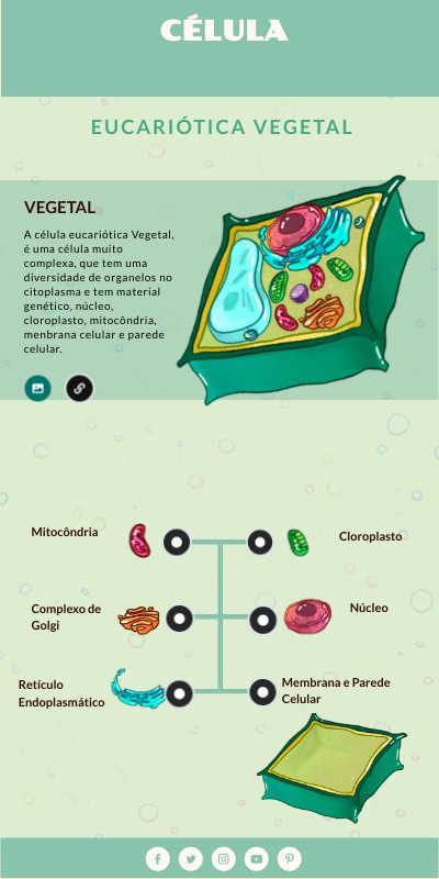 INFO VERTICAL CÉLULAS