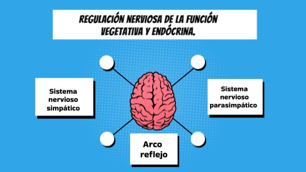 Regulación Nerviosa De La Función Vegetativa Y Endócrina