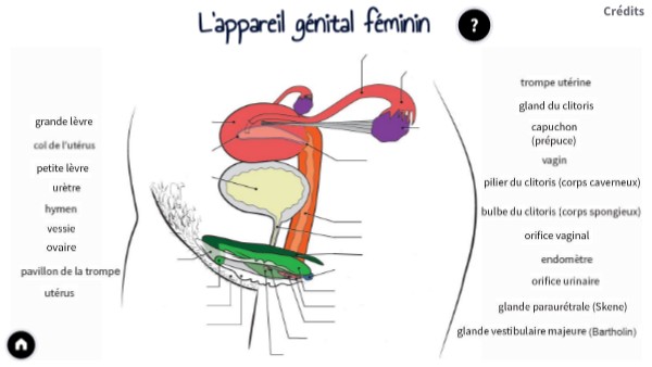Schéma Appareil Reproducteur Féminin à Compléter L'appareil reproducteur féminin | Genially