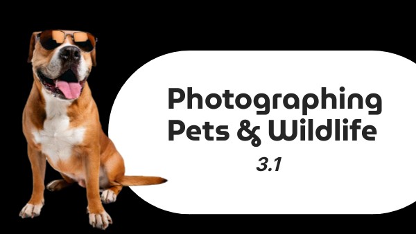 ACC: 3.2: Pets & Wildlife | Genially