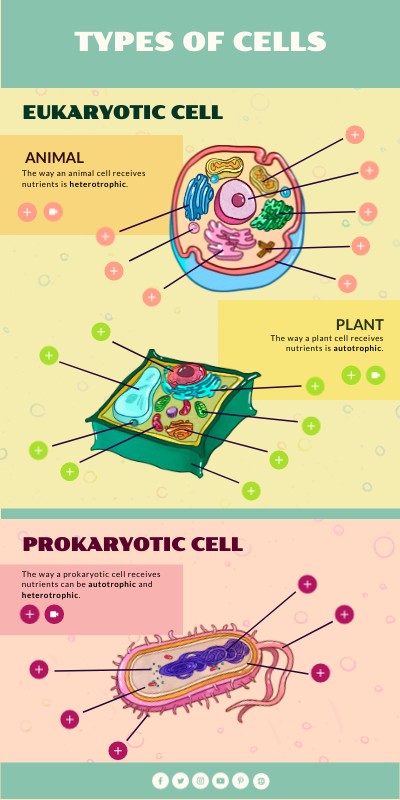 TYPES OF CELLS: VERTICAL INFOGRAPHIC | Genially
