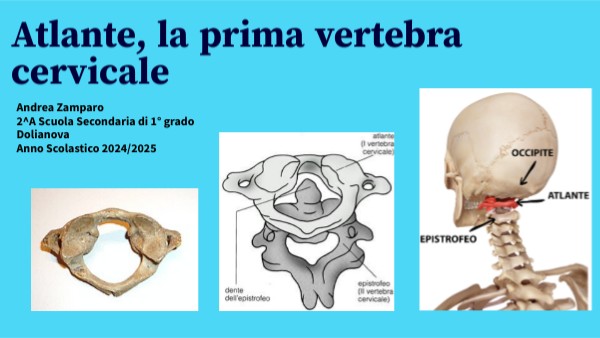 Come Si Chiama La Prima Vertebra Cervicale