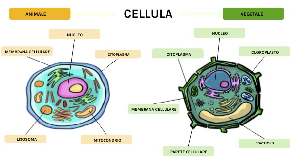 La cellula | Genially