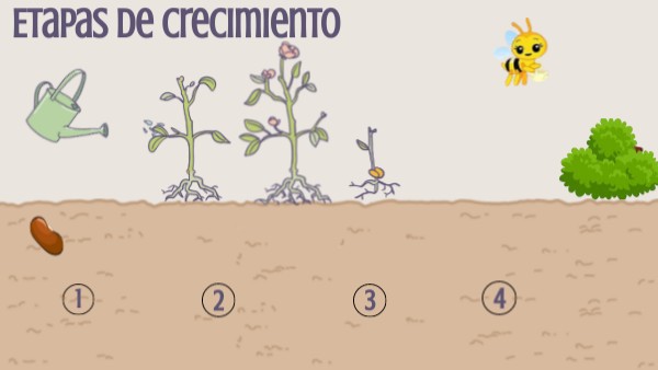 Etapas de crecimiento | Genially