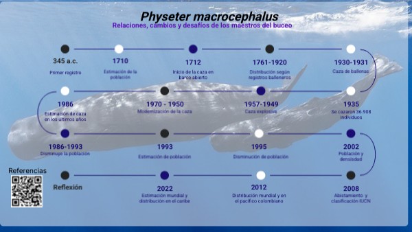 Physeter macrocephalus | Genially