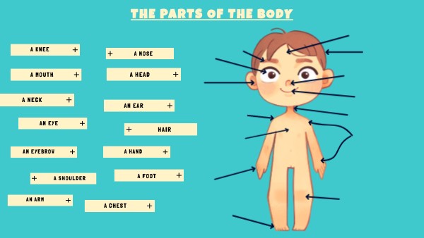 The parts of the body | Genially