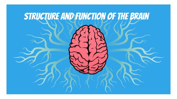 Structure and Function of the Brain | Genially