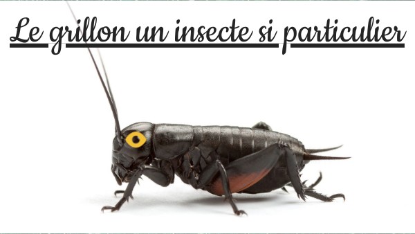 Le grillon un insecte si particulier | Genially