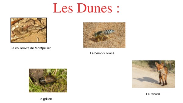 Les Dunes : | Genially