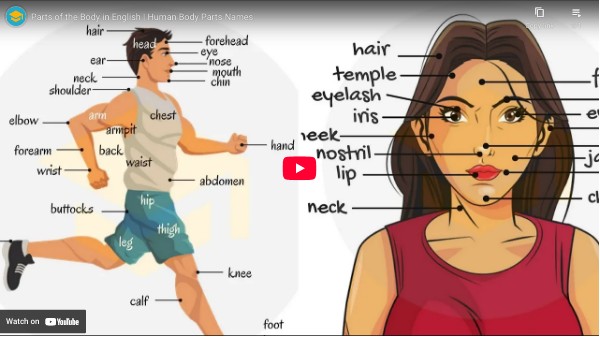 parts of the body | Genially