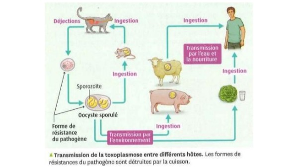 Image questions 13 et 14 - QCM Chapitre 1 2nde | Genially