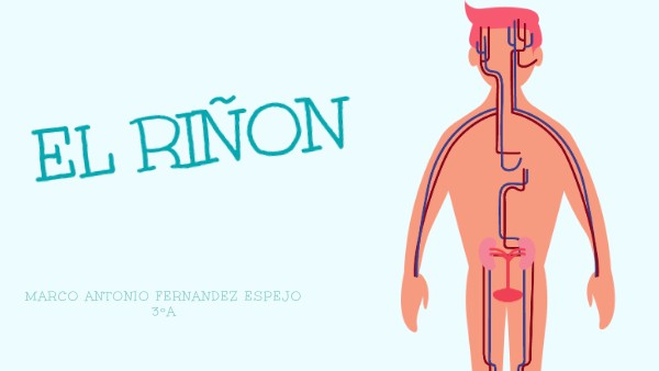 El riñon | Genially