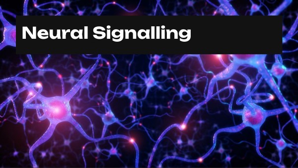 Neural Signalling | Genially
