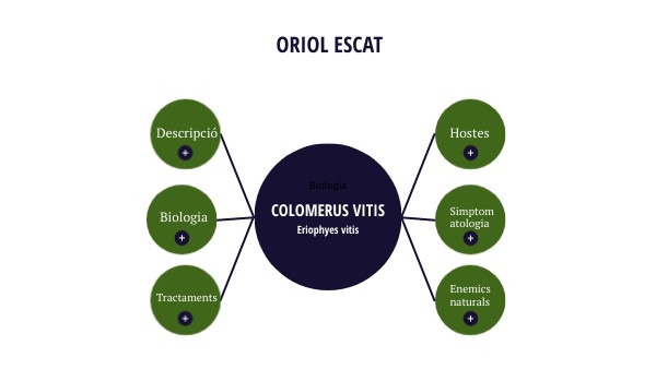 ORIOL ESCAT | Genially
