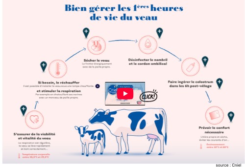 CAP MA - Les premières heures de vie du veau | Genially