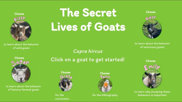 The Secret Lives of Goats | Genially