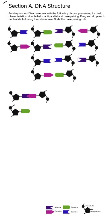 Section A. DNA Structure | Genially