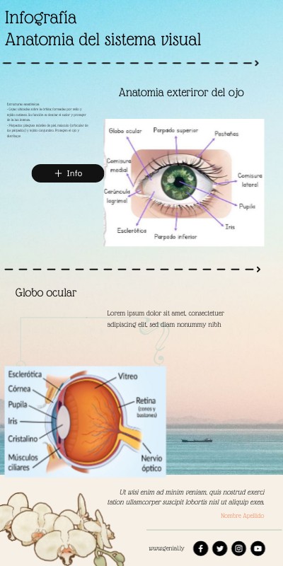 Infografía Anatomia del sistema visual | Genially
