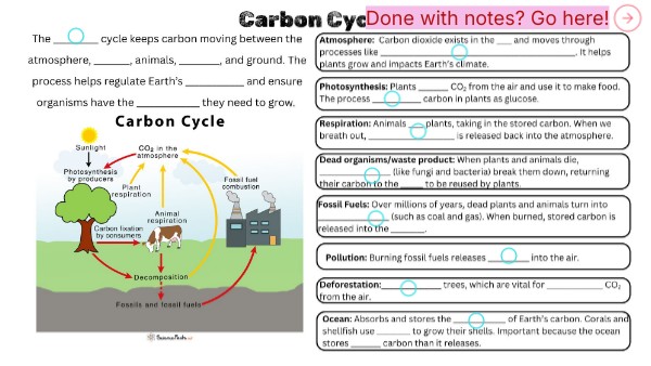 Carbon Cycle Notes | Genially