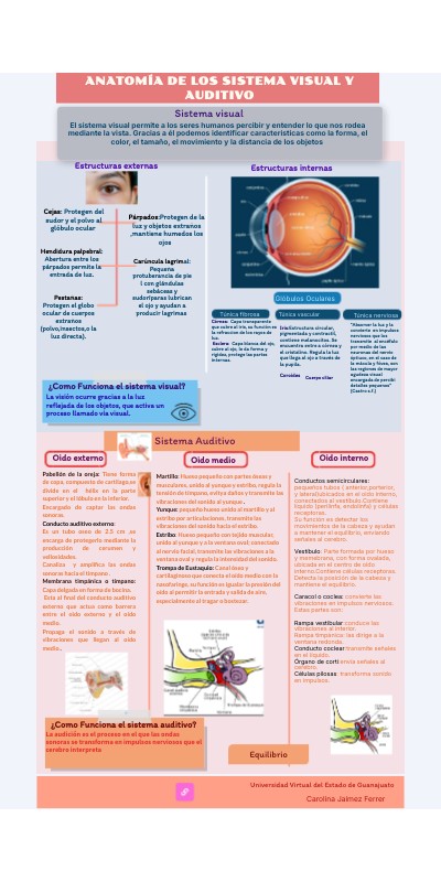 Anatomía de los sistema visual y auditivo | Genially