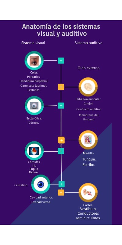 Anatomía de los sistemas visual y auditivo | Genially