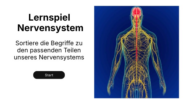 Lernspiel Nervensystem