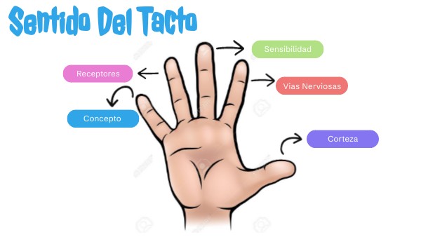 Sentido Del Tacto | Genially