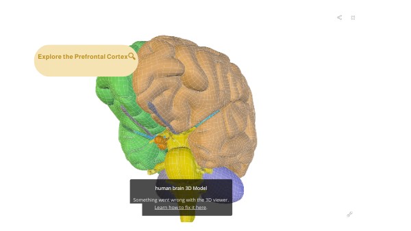 Explore the Prefrontal Cortex🔍 | Genially