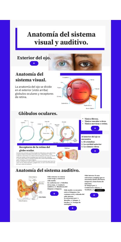 Anatomía del sistema visual. Michelle Sosa. | Genially