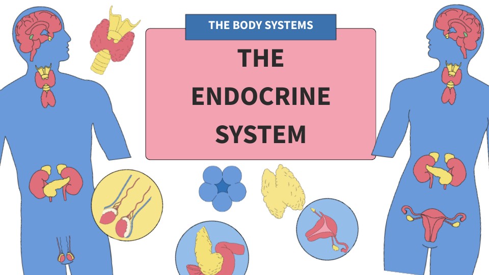 The Endocrine System.pptx | Genially